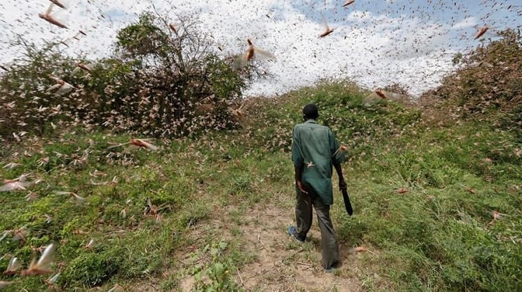 Langostas en África